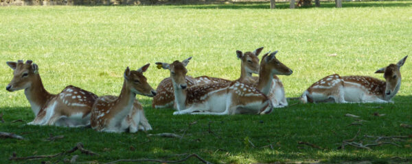 visite au zoo