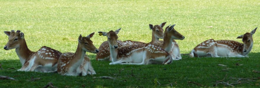 visite au zoo